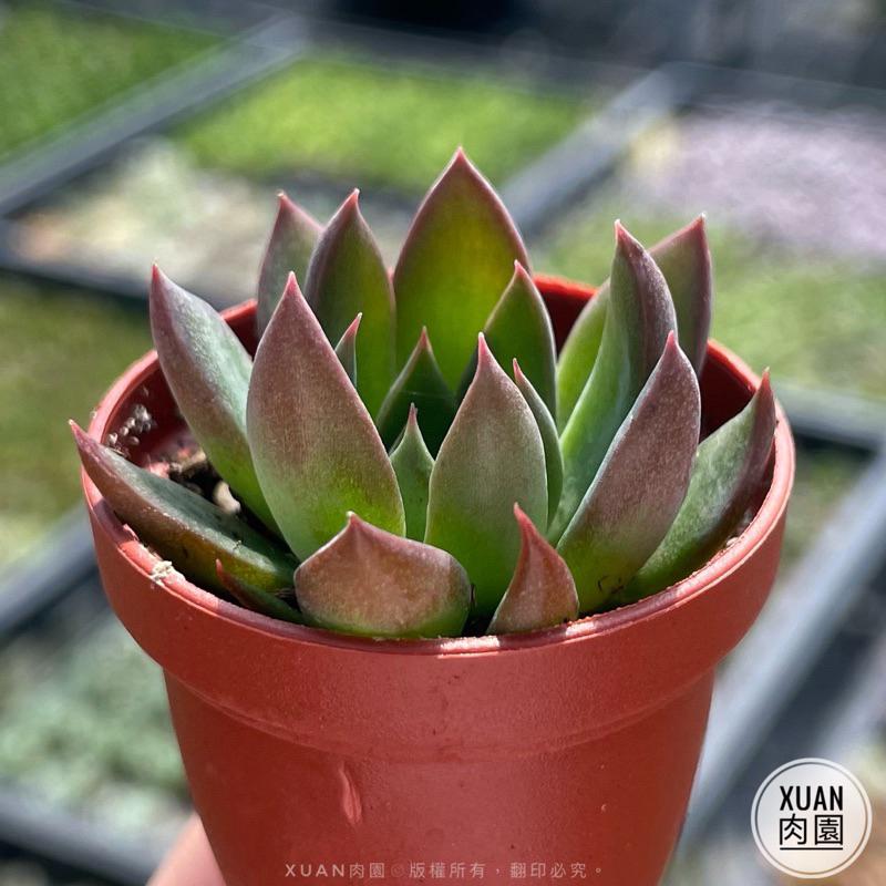 一吋迷你盆【聖誕銀天女】多肉植物|多肉|景天科|［Xuan肉園］-細節圖3