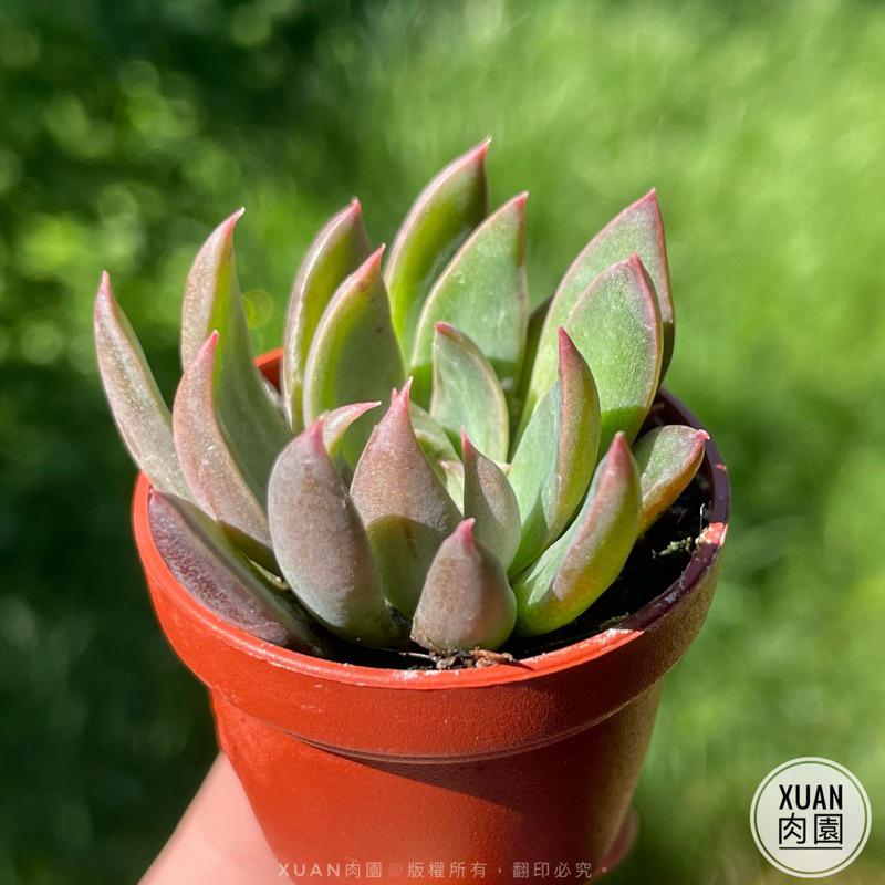 一吋迷你盆【聖誕銀天女】多肉植物|多肉|景天科|［Xuan肉園］-細節圖4