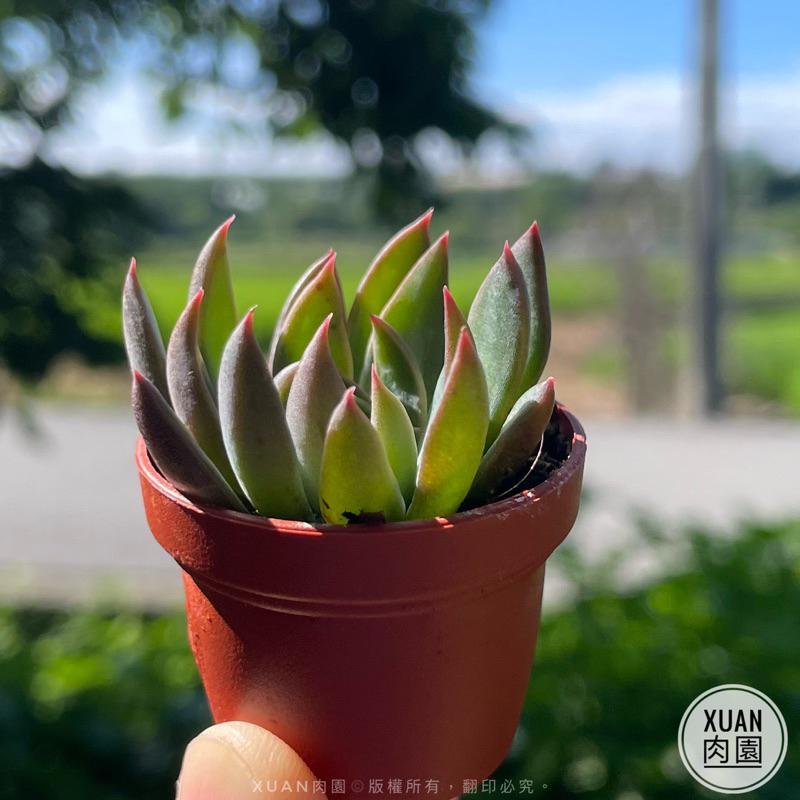 一吋迷你盆【聖誕銀天女】多肉植物|多肉|景天科|［Xuan肉園］-細節圖5