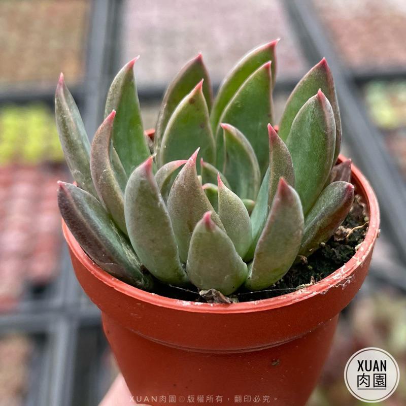 一吋迷你盆【聖誕銀天女】多肉植物|多肉|景天科|［Xuan肉園］-細節圖6