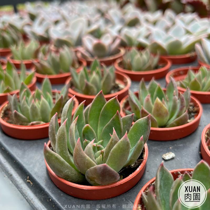 一吋迷你盆【聖誕銀天女】多肉植物|多肉|景天科|［Xuan肉園］-細節圖7