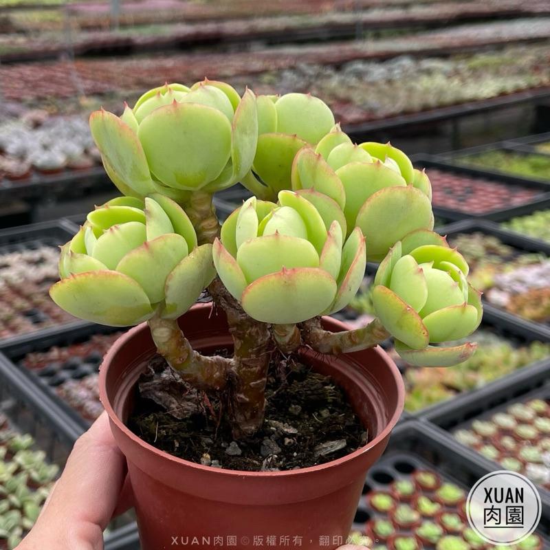 3吋盆【桃之嬌樹型老欉】多肉植物|多肉［Xuan肉園］-細節圖2