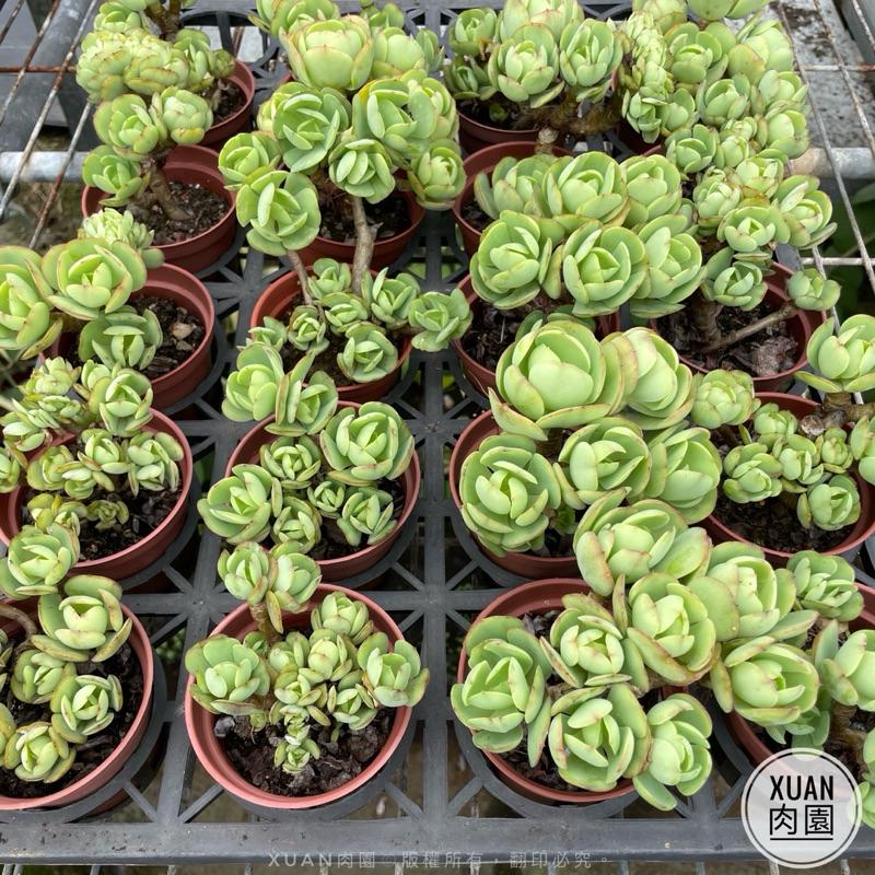 3吋盆【桃之嬌樹型老欉】多肉植物|多肉［Xuan肉園］-細節圖3