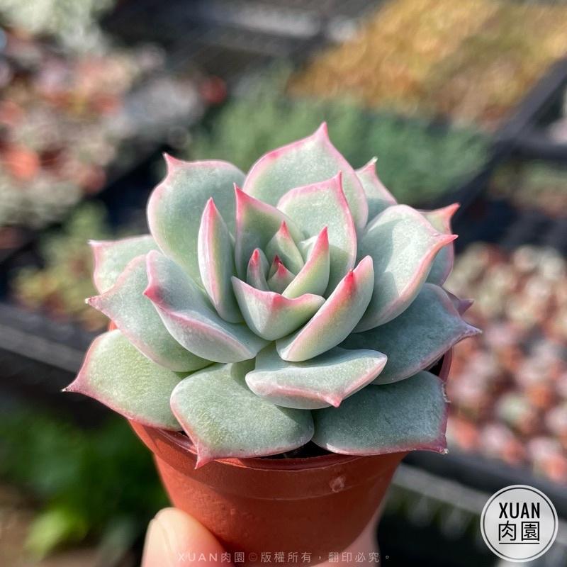 一吋迷你盆【粉紅尖】多肉植物|多肉|景天科｜療癒小物| 組盆|綠手指必備|［Xuan肉園］-細節圖2
