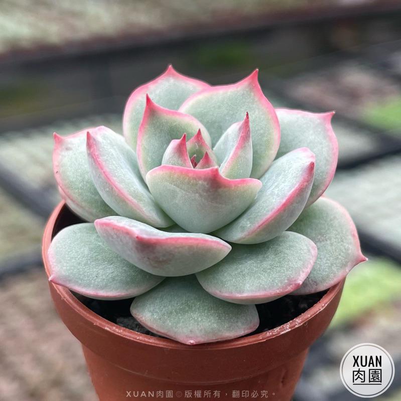 一吋迷你盆【粉紅尖】多肉植物|多肉|景天科｜療癒小物| 組盆|綠手指必備|［Xuan肉園］-細節圖3