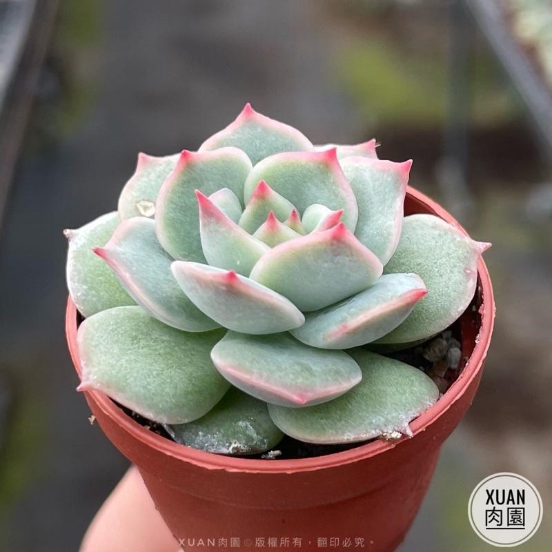 一吋迷你盆【粉紅尖】多肉植物|多肉|景天科｜療癒小物| 組盆|綠手指必備|［Xuan肉園］-細節圖4