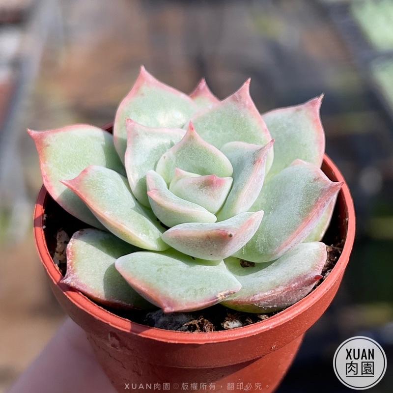 一吋迷你盆【粉紅尖】多肉植物|多肉|景天科｜療癒小物| 組盆|綠手指必備|［Xuan肉園］-細節圖5