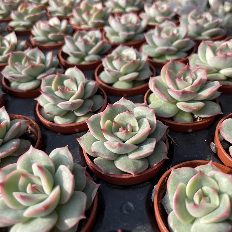 一吋迷你盆【粉紅尖】多肉植物|多肉|景天科｜療癒小物| 組盆|綠手指必備|［Xuan肉園］-細節圖6