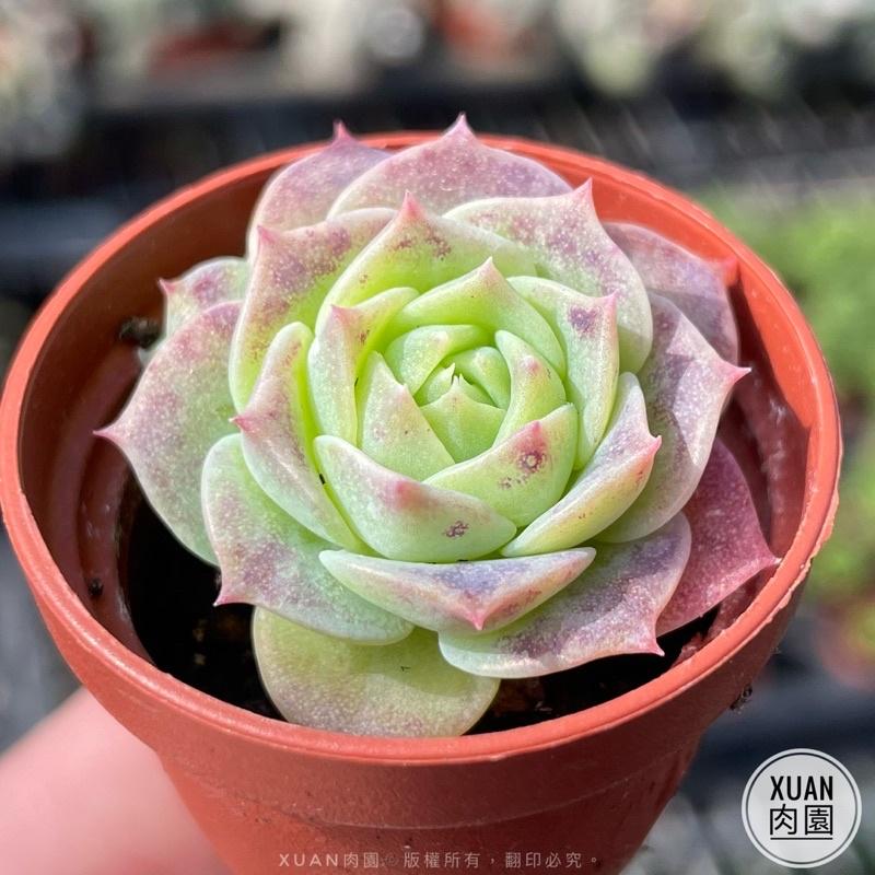 一吋迷你盆【硬玉（梅麗格）】多肉植物|多肉|景天科｜療癒小物| 組盆|綠手指必備|［Xuan肉園］-細節圖2