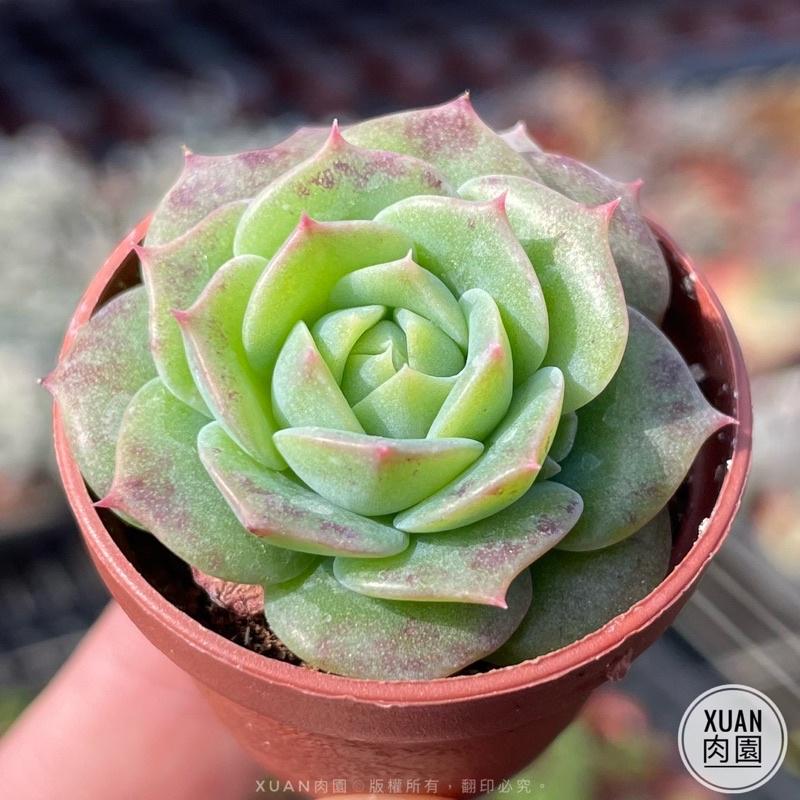 一吋迷你盆【硬玉（梅麗格）】多肉植物|多肉|景天科｜療癒小物| 組盆|綠手指必備|［Xuan肉園］-細節圖3