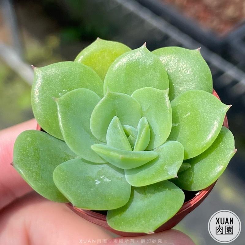 一吋迷你盆【硬玉（梅麗格）】多肉植物|多肉|景天科｜療癒小物| 組盆|綠手指必備|［Xuan肉園］-細節圖4