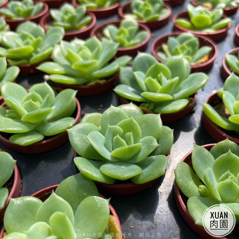 一吋迷你盆【硬玉（梅麗格）】多肉植物|多肉|景天科｜療癒小物| 組盆|綠手指必備|［Xuan肉園］-細節圖5