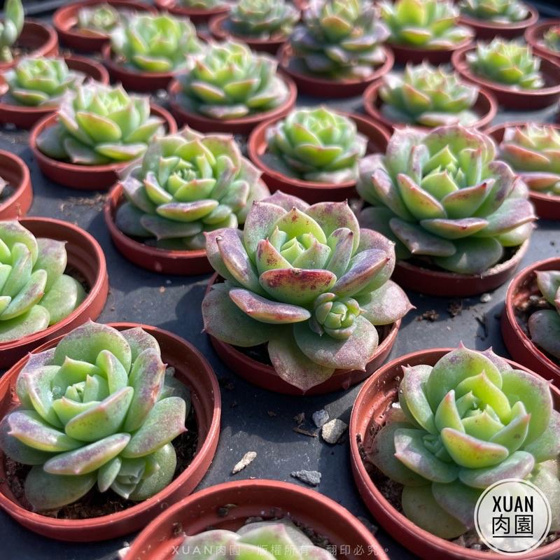 一吋迷你盆【硬玉（梅麗格）】多肉植物|多肉|景天科｜療癒小物| 組盆|綠手指必備|［Xuan肉園］-細節圖6
