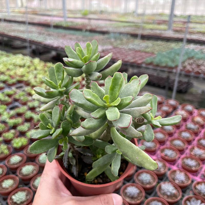 3吋盆【引火棒老欉】多肉植物|多肉［Xuan肉園］-細節圖2