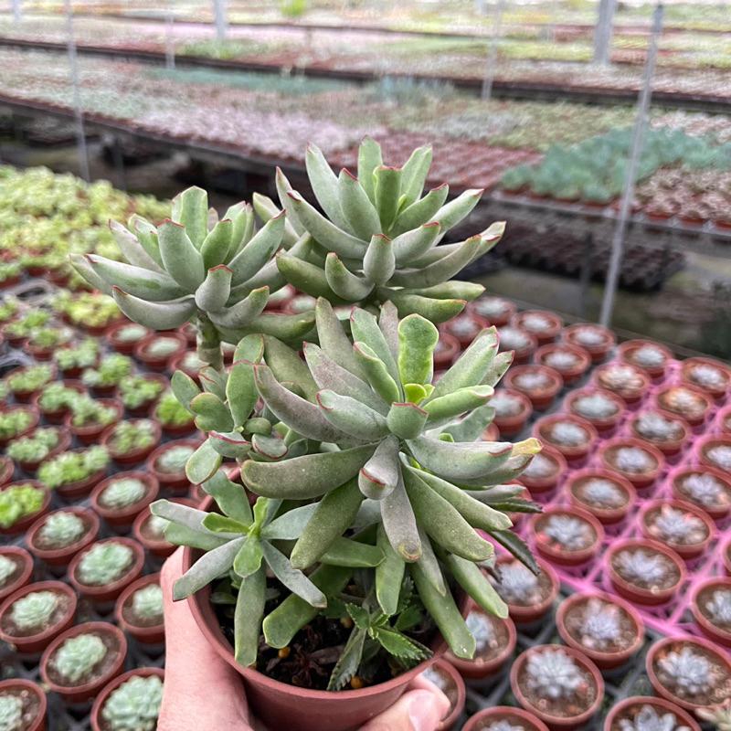 3吋盆【引火棒老欉】多肉植物|多肉［Xuan肉園］-細節圖3