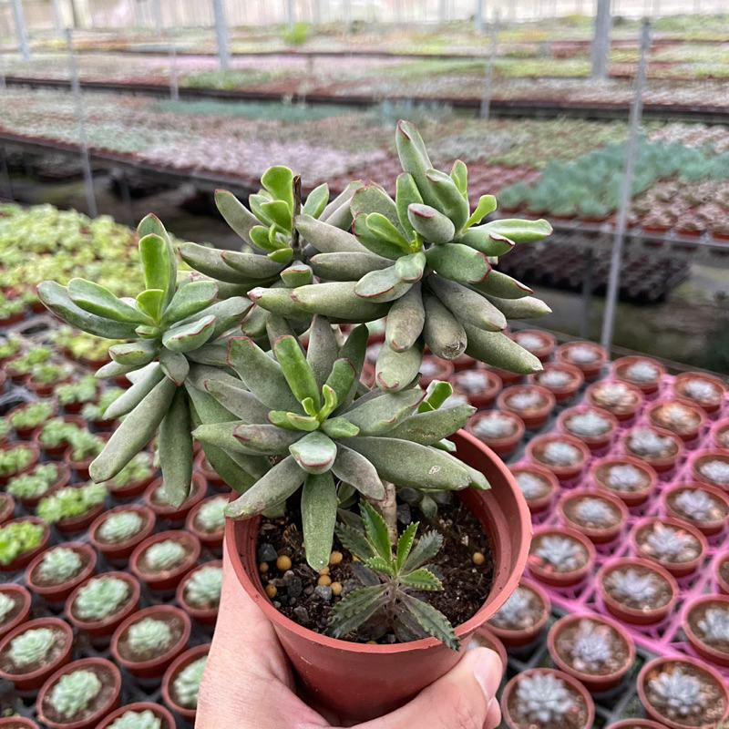 3吋盆【引火棒老欉】多肉植物|多肉［Xuan肉園］-細節圖4