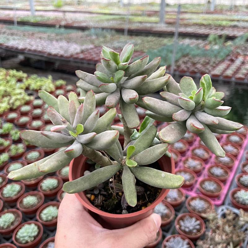 3吋盆【引火棒老欉】多肉植物|多肉［Xuan肉園］-細節圖5