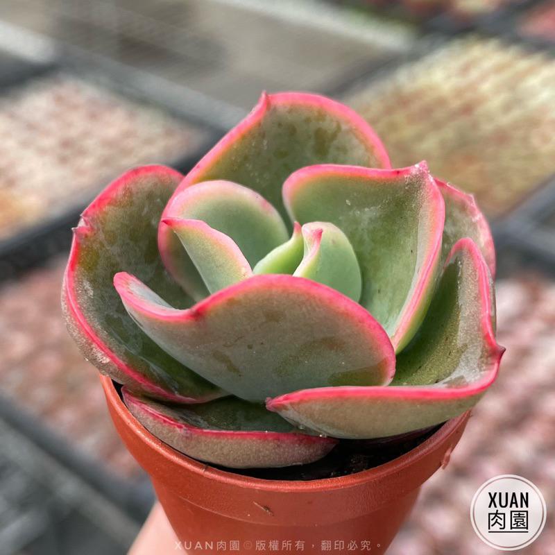一吋迷你盆【貝克利】多肉植物|多肉|景天科|［Xuan肉園］-細節圖2