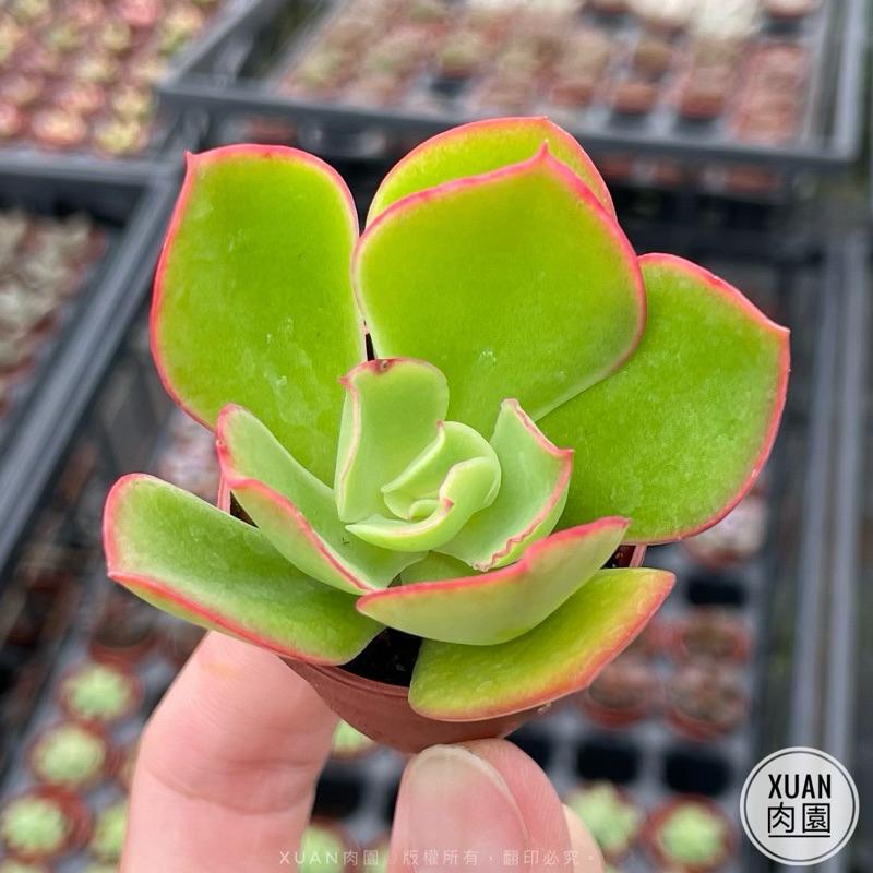 一吋迷你盆【貝克利】多肉植物|多肉|景天科|［Xuan肉園］-細節圖3