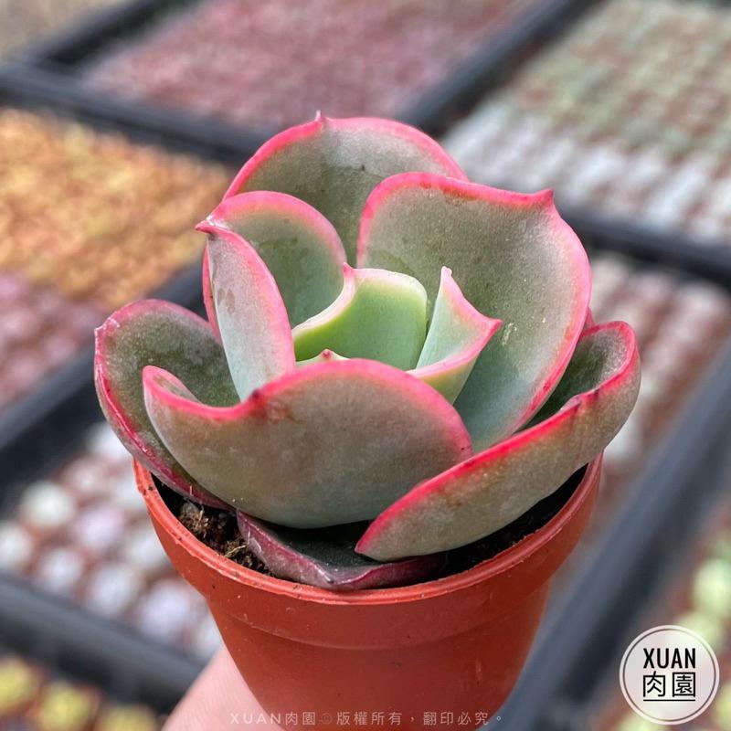 一吋迷你盆【貝克利】多肉植物|多肉|景天科|［Xuan肉園］-細節圖4