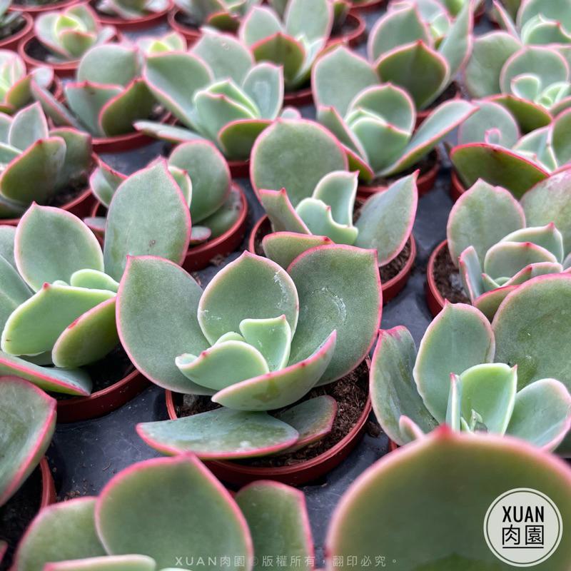 一吋迷你盆【貝克利】多肉植物|多肉|景天科|［Xuan肉園］-細節圖5