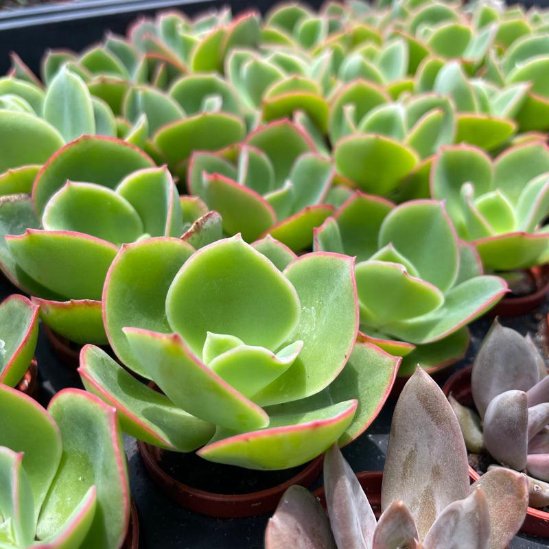 一吋迷你盆【貝克利】多肉植物|多肉|景天科|［Xuan肉園］-細節圖6