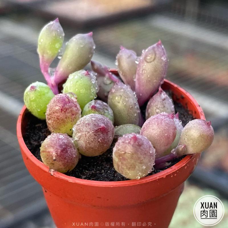 一吋迷你盆【黃花新月】多肉植物|多肉|景天科|［Xuan肉園］-細節圖2