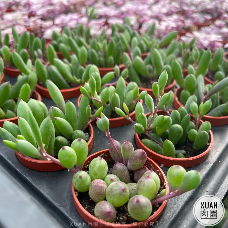 一吋迷你盆【黃花新月】多肉植物|多肉|景天科|［Xuan肉園］-細節圖3