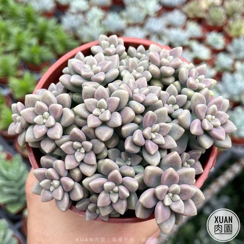 3吋盆【姬秋麗】多肉植物|多肉|療癒小物| 組盆|［Xuan肉園］-細節圖2