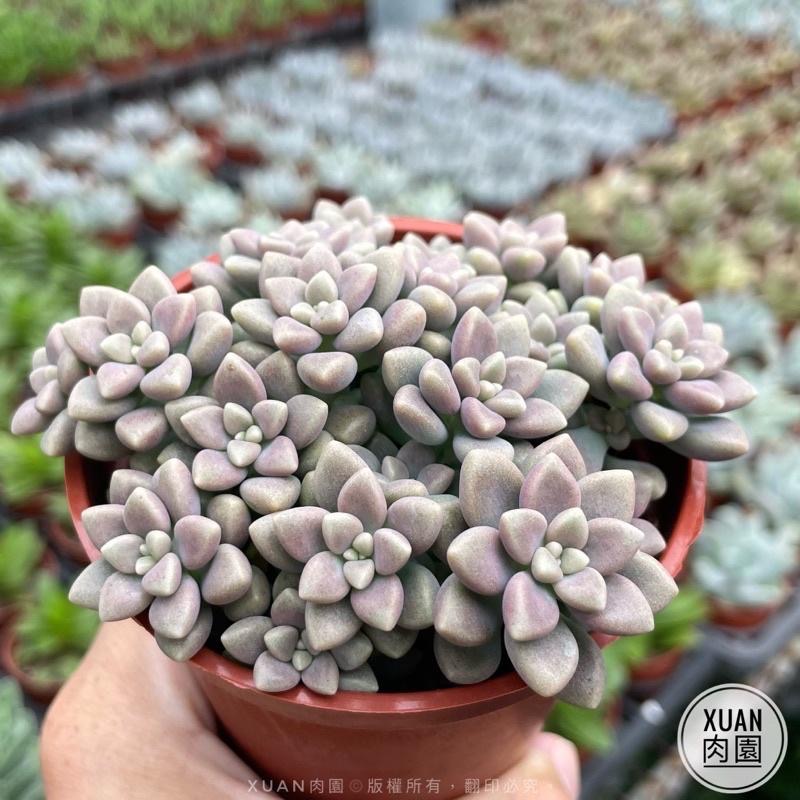 3吋盆【姬秋麗】多肉植物|多肉|療癒小物| 組盆|［Xuan肉園］-細節圖3