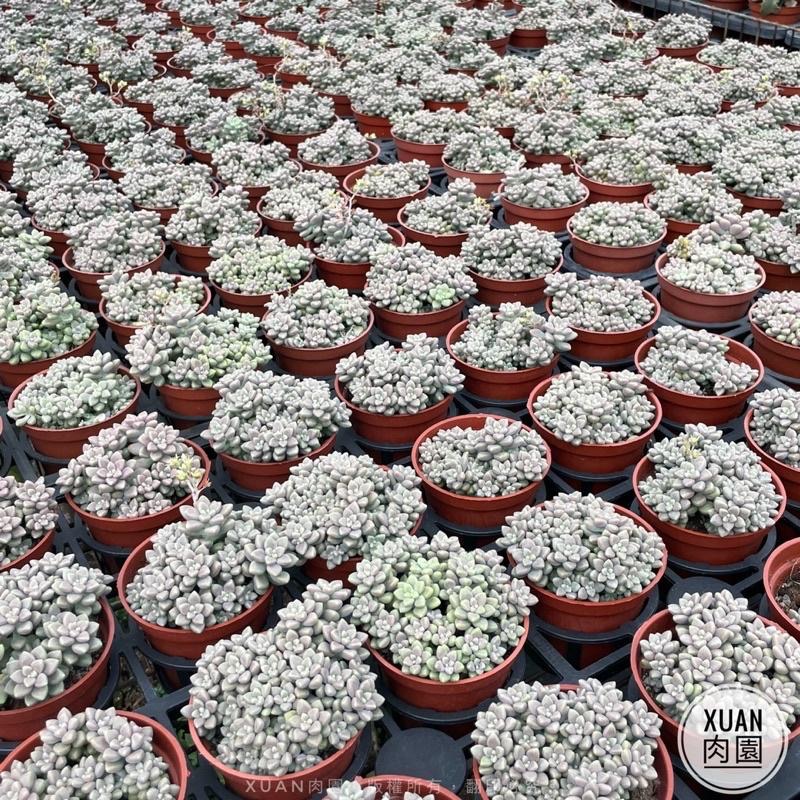 3吋盆【姬秋麗】多肉植物|多肉|療癒小物| 組盆|［Xuan肉園］-細節圖4