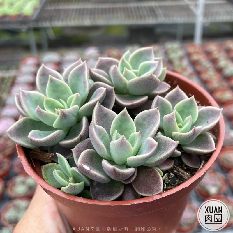 3吋盆【印地卡】多肉植物|多肉［Xuan肉園］-細節圖2