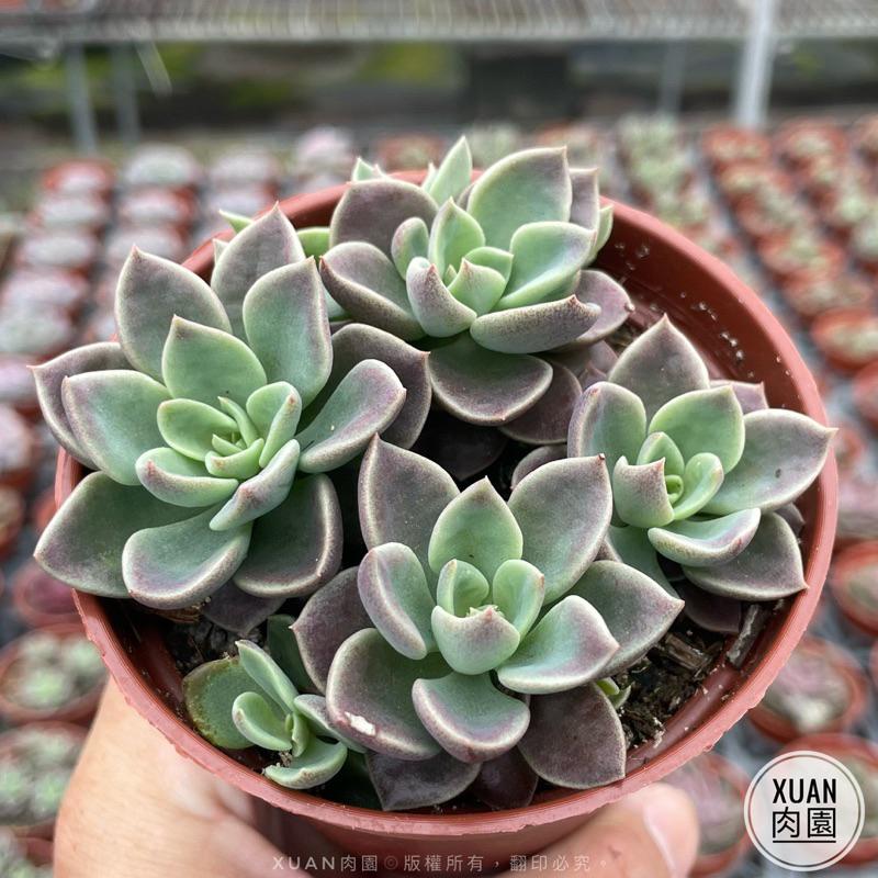 3吋盆【印地卡】多肉植物|多肉［Xuan肉園］-細節圖3