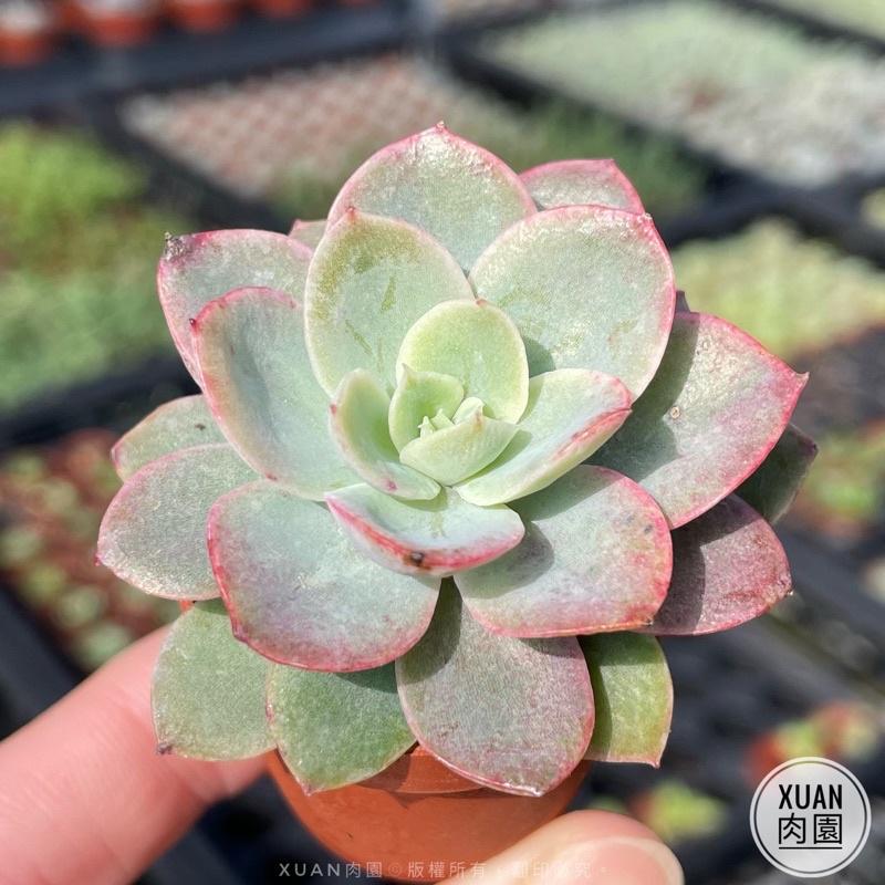 一吋迷你盆【紅鶴（絲綢面紗）】多肉植物|多肉|景天科｜療癒小物| 組盆|綠手指必備|［Xuan肉園］-細節圖2