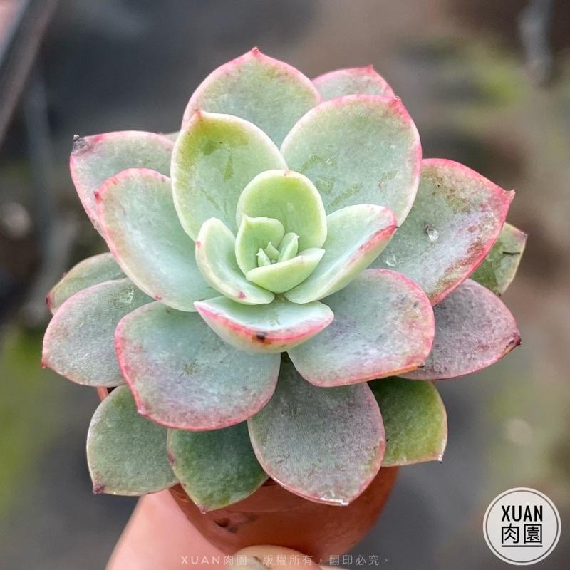 一吋迷你盆【紅鶴（絲綢面紗）】多肉植物|多肉|景天科｜療癒小物| 組盆|綠手指必備|［Xuan肉園］-細節圖3