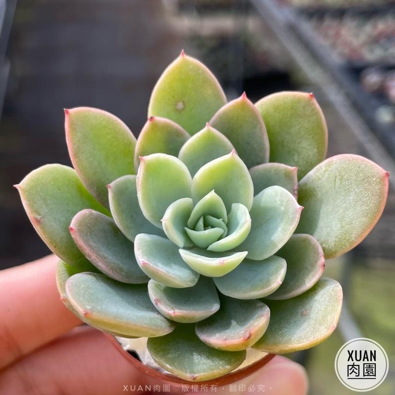 一吋迷你盆【紅鶴（絲綢面紗）】多肉植物|多肉|景天科｜療癒小物| 組盆|綠手指必備|［Xuan肉園］-細節圖4