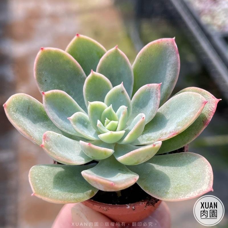 一吋迷你盆【紅鶴（絲綢面紗）】多肉植物|多肉|景天科｜療癒小物| 組盆|綠手指必備|［Xuan肉園］-細節圖5