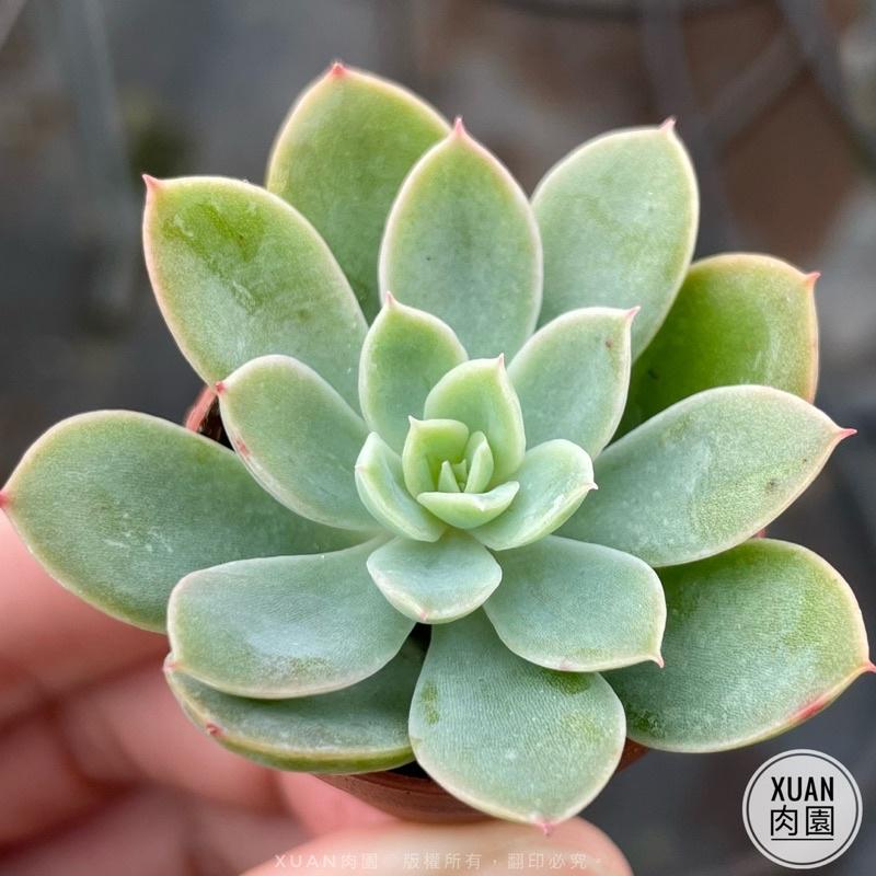 一吋迷你盆【紅鶴（絲綢面紗）】多肉植物|多肉|景天科｜療癒小物| 組盆|綠手指必備|［Xuan肉園］-細節圖6