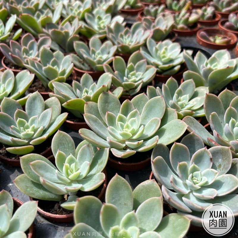 一吋迷你盆【紅鶴（絲綢面紗）】多肉植物|多肉|景天科｜療癒小物| 組盆|綠手指必備|［Xuan肉園］-細節圖7