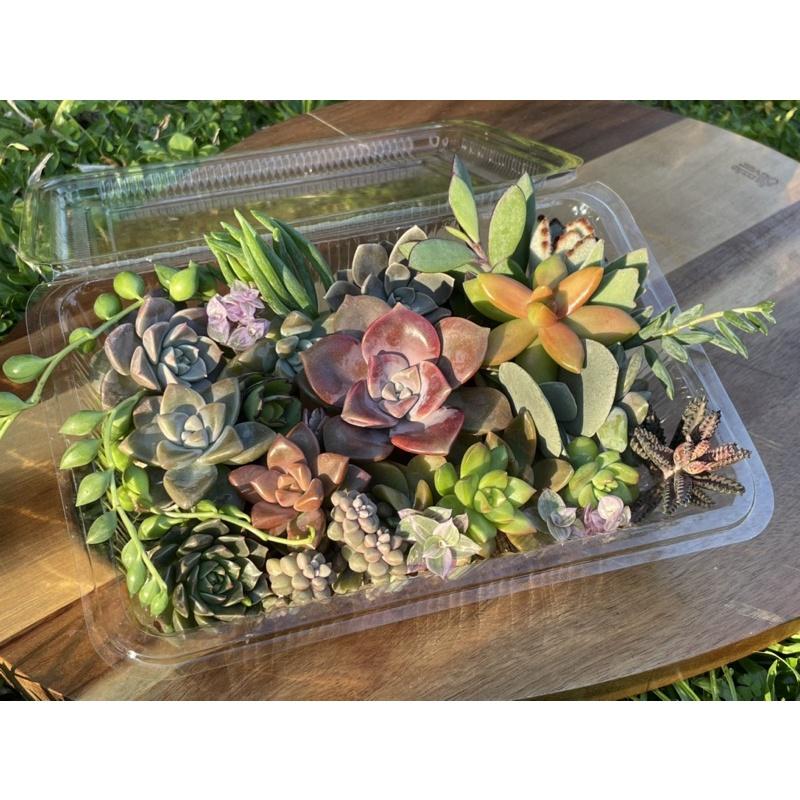 ‼️搭配免運券一盒就免運‼️【多肉便當盒（多肉都是新鮮現砍，不會把他放很久）】❗️［Xuan肉園］-細節圖2