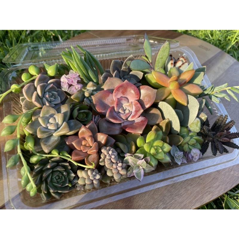 ‼️搭配免運券一盒就免運‼️【多肉便當盒（多肉都是新鮮現砍，不會把他放很久）】❗️［Xuan肉園］-細節圖3