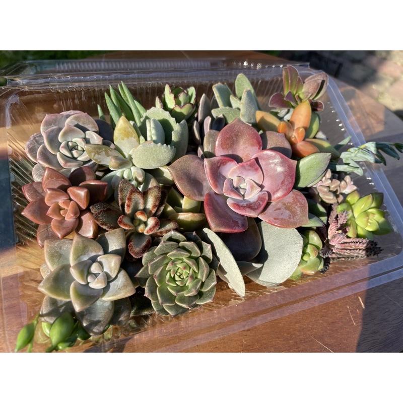 ‼️搭配免運券一盒就免運‼️【多肉便當盒（多肉都是新鮮現砍，不會把他放很久）】❗️［Xuan肉園］-細節圖4