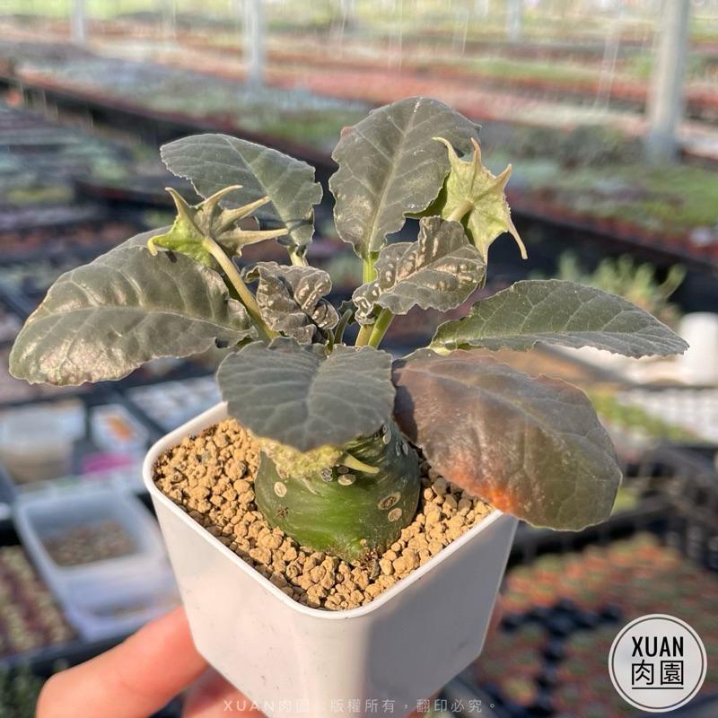 2吋盆【臭槡】多肉植物|多肉［Xuan肉園］-細節圖2
