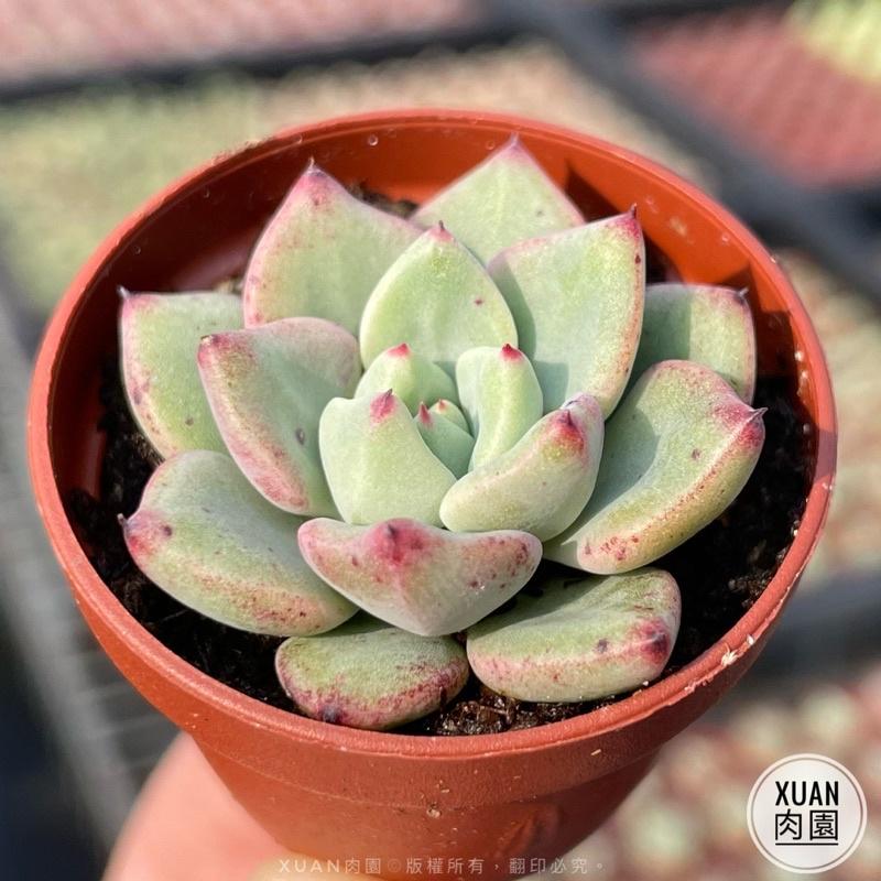 一吋迷你盆【魅影】多肉植物|多肉|景天科｜療癒小物| 組盆|綠