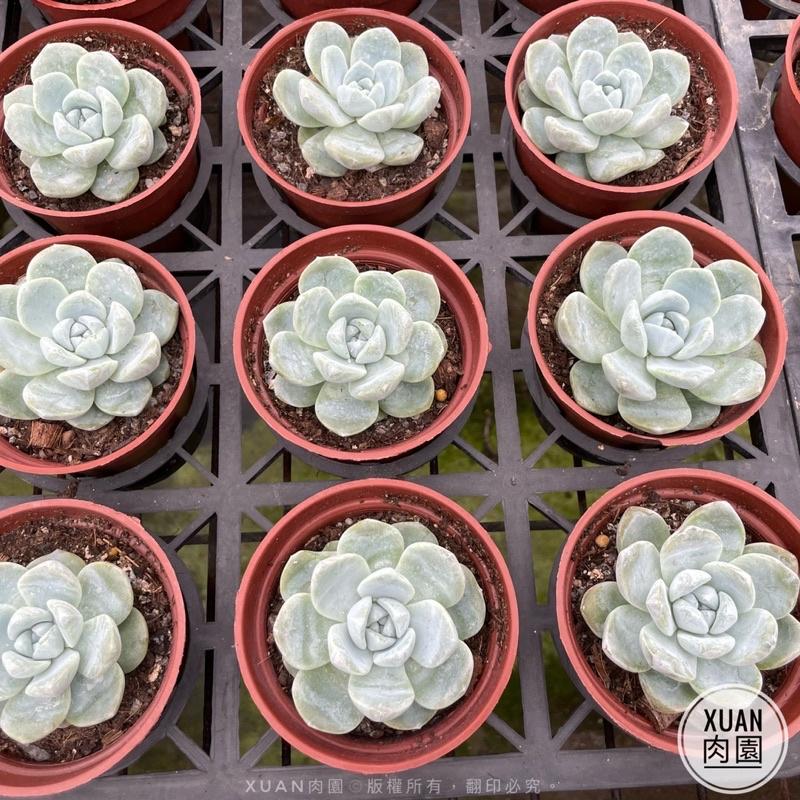 3吋盆【綠冰】多肉植物|多肉|療癒小物| 組盆|［Xuan肉園］-細節圖3