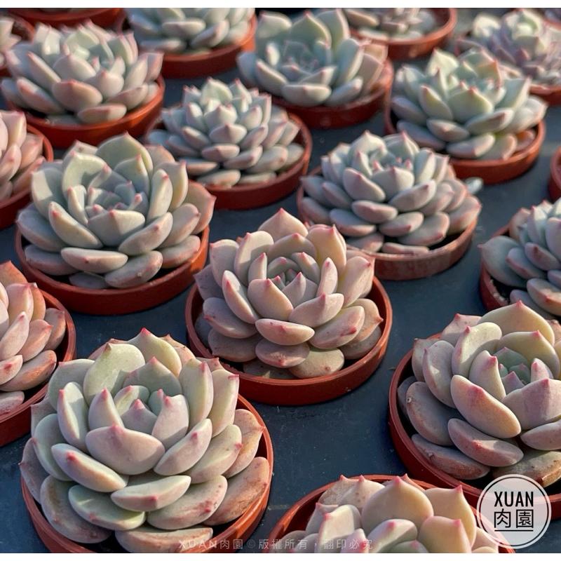 一吋迷你盆【超級春】多肉植物|多肉|景天科|［Xuan肉園］-細節圖2