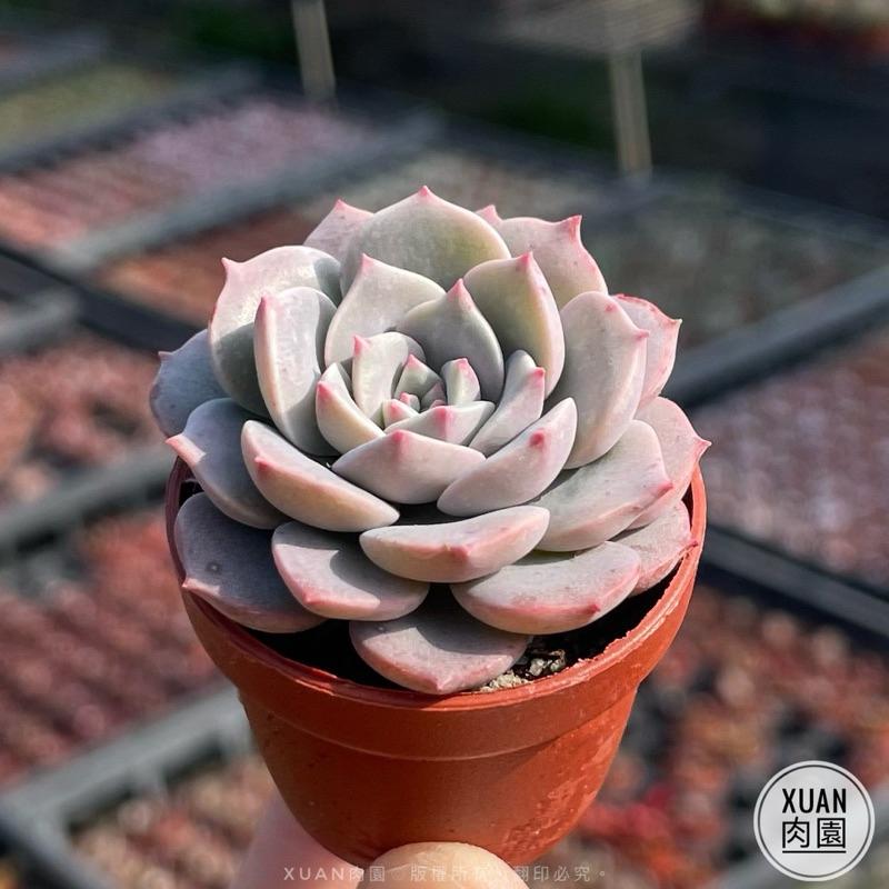 一吋迷你盆【超級春】多肉植物|多肉|景天科|［Xuan肉園］-細節圖3