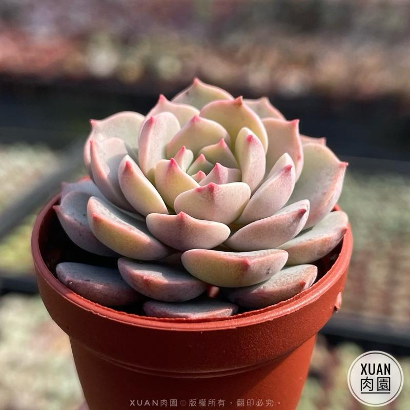 一吋迷你盆【超級春】多肉植物|多肉|景天科|［Xuan肉園］-細節圖4