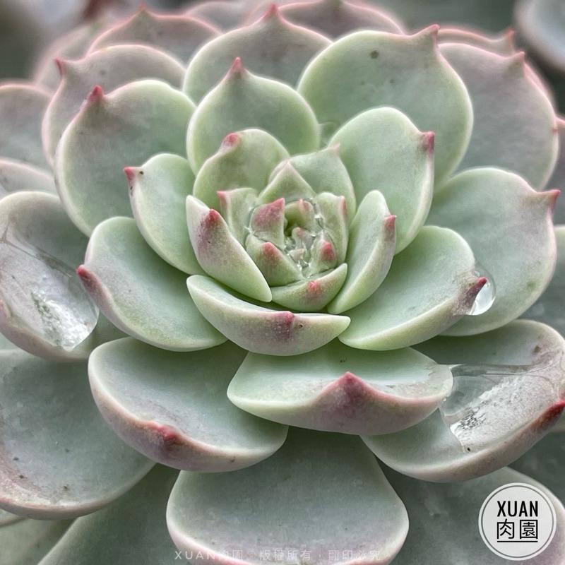 一吋迷你盆【超級春】多肉植物|多肉|景天科|［Xuan肉園］-細節圖5