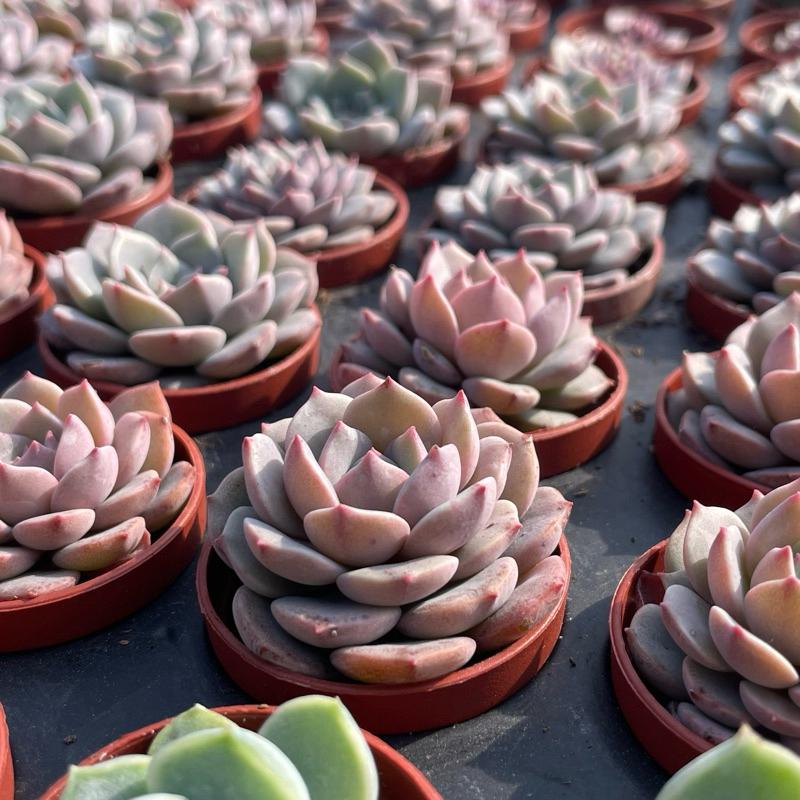 一吋迷你盆【超級春】多肉植物|多肉|景天科|［Xuan肉園］-細節圖6